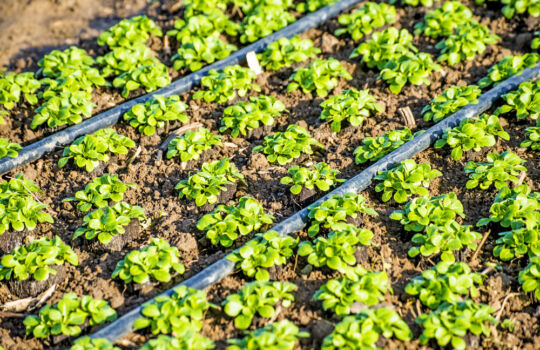 irrigation cultures maraicheres chipier