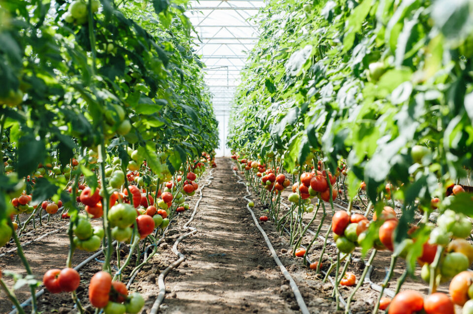 maraichage serre chipier